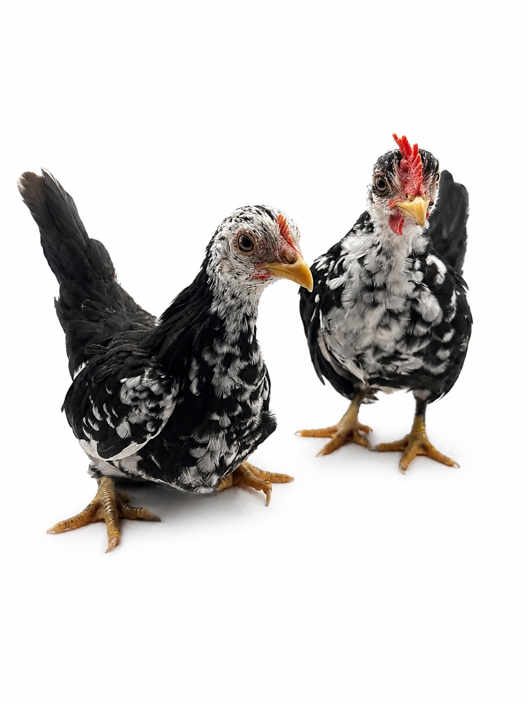 Mottled black — Humble Seramas photo 2