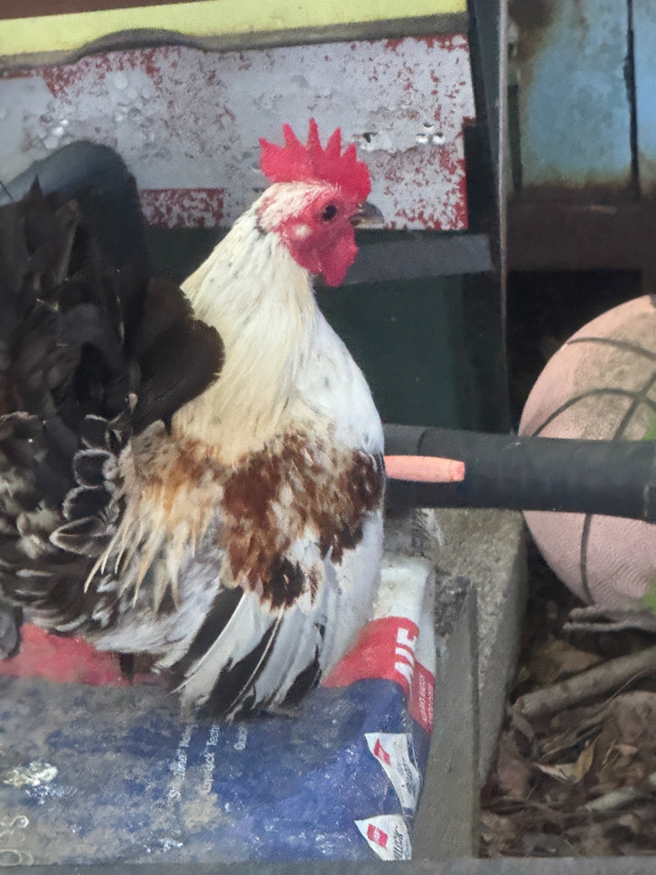 Johnny the tri color roo — Humble Seramas photo 3