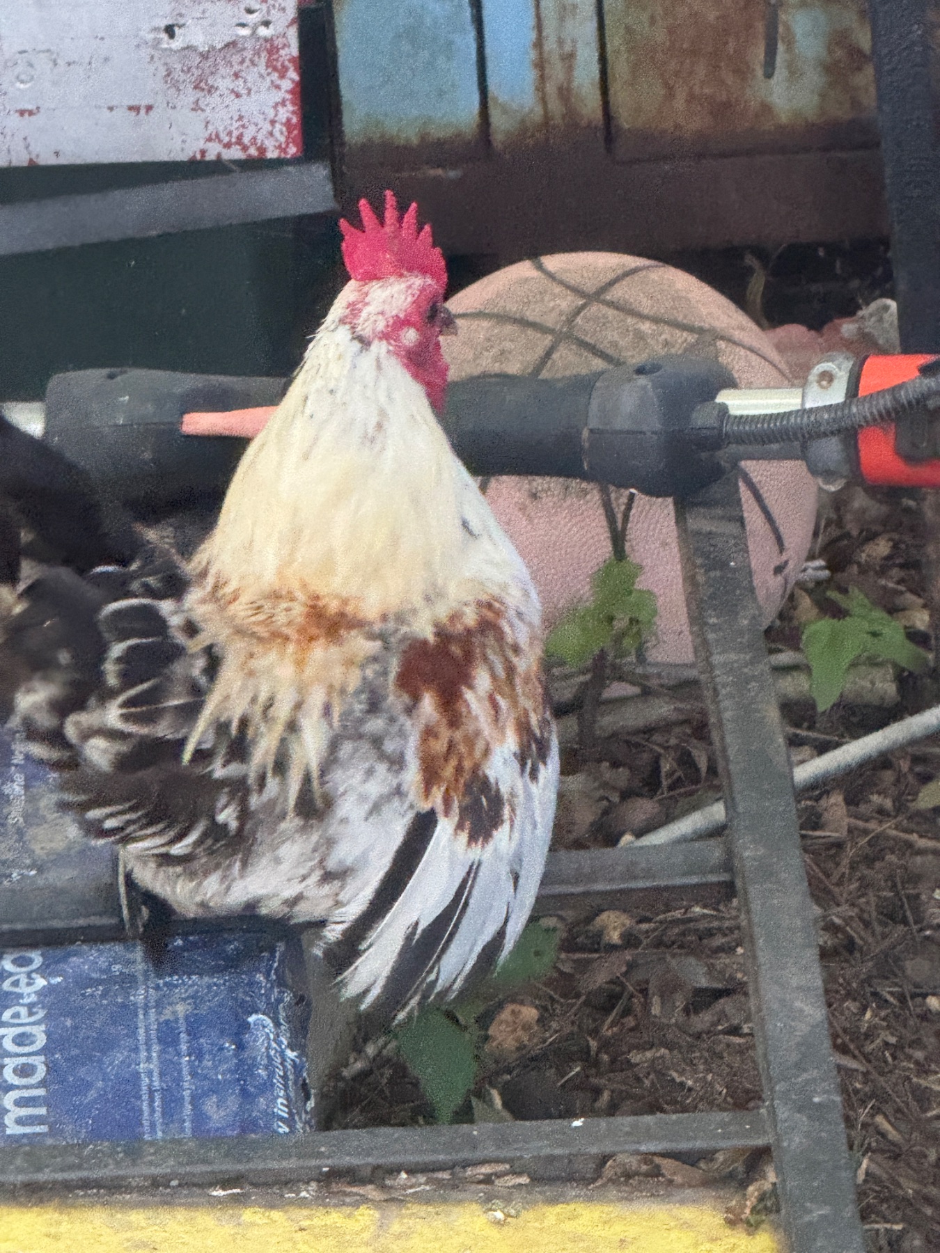 Johnny the tri color roo — Humble Seramas photo 1