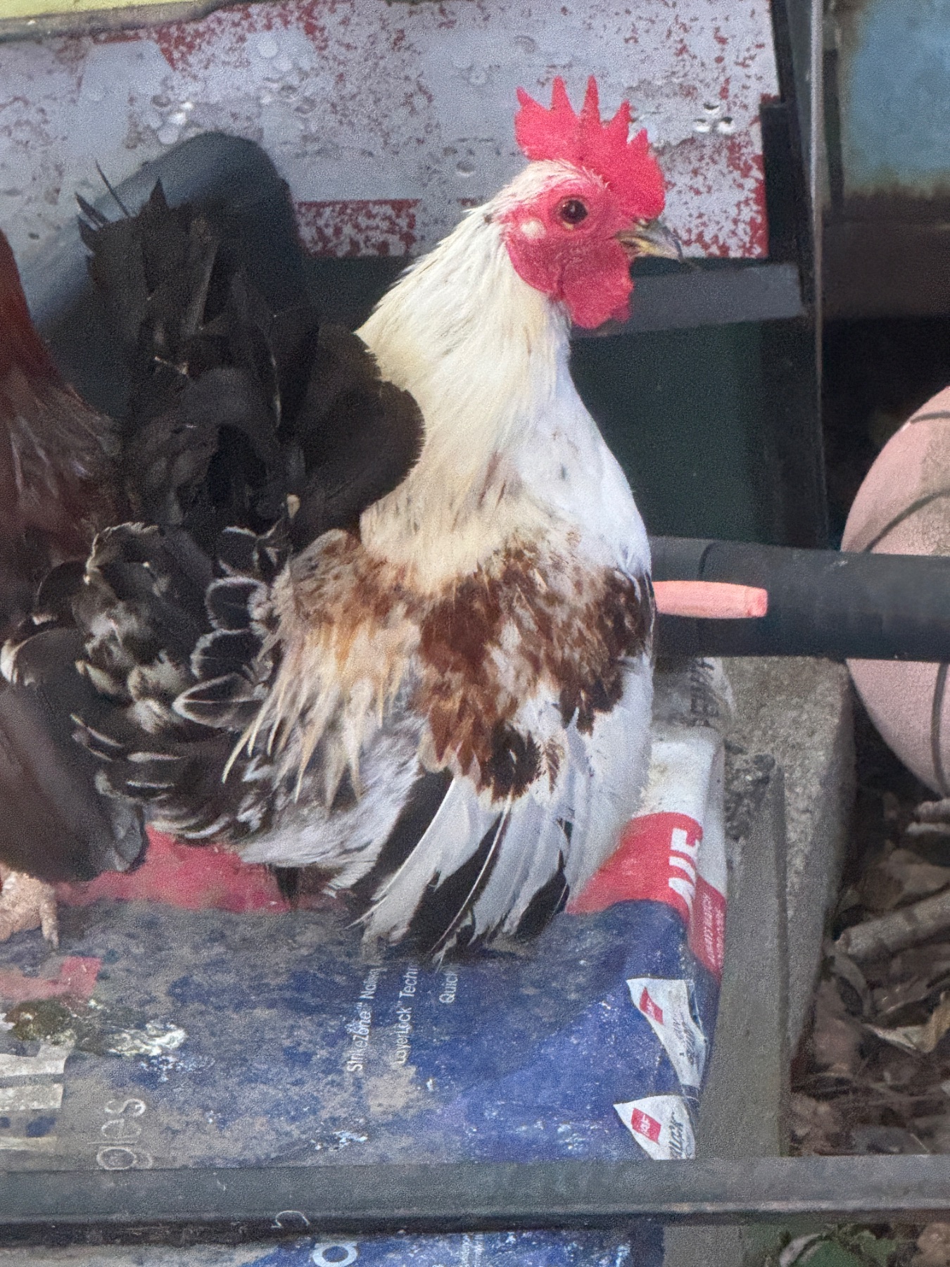 Johnny the tri color roo — Humble Seramas photo 4